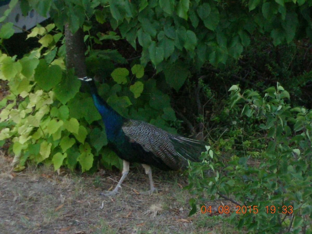 Peacock Villa Upper 埃帕诺米 外观 照片